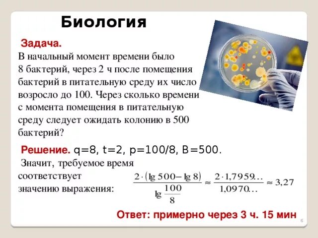 Биологические задачи по математике. Количество бактерий через один час. Задача про бактерии. Задачи по биологии 8 класс с решением.