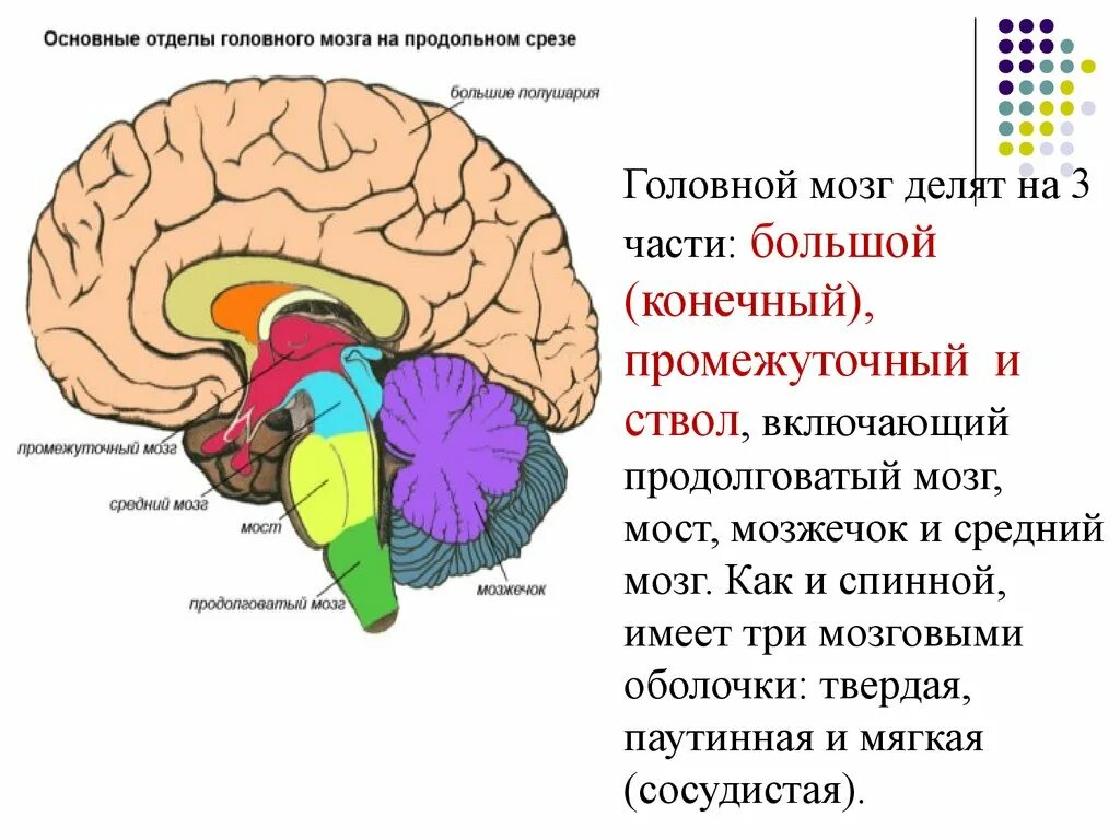 5 основных мозгов. Отделы и части отделов головного мозга. Пять основных отделов головного мозга. Головной мозг делится на 3 части. Функции отделов головного мозга.