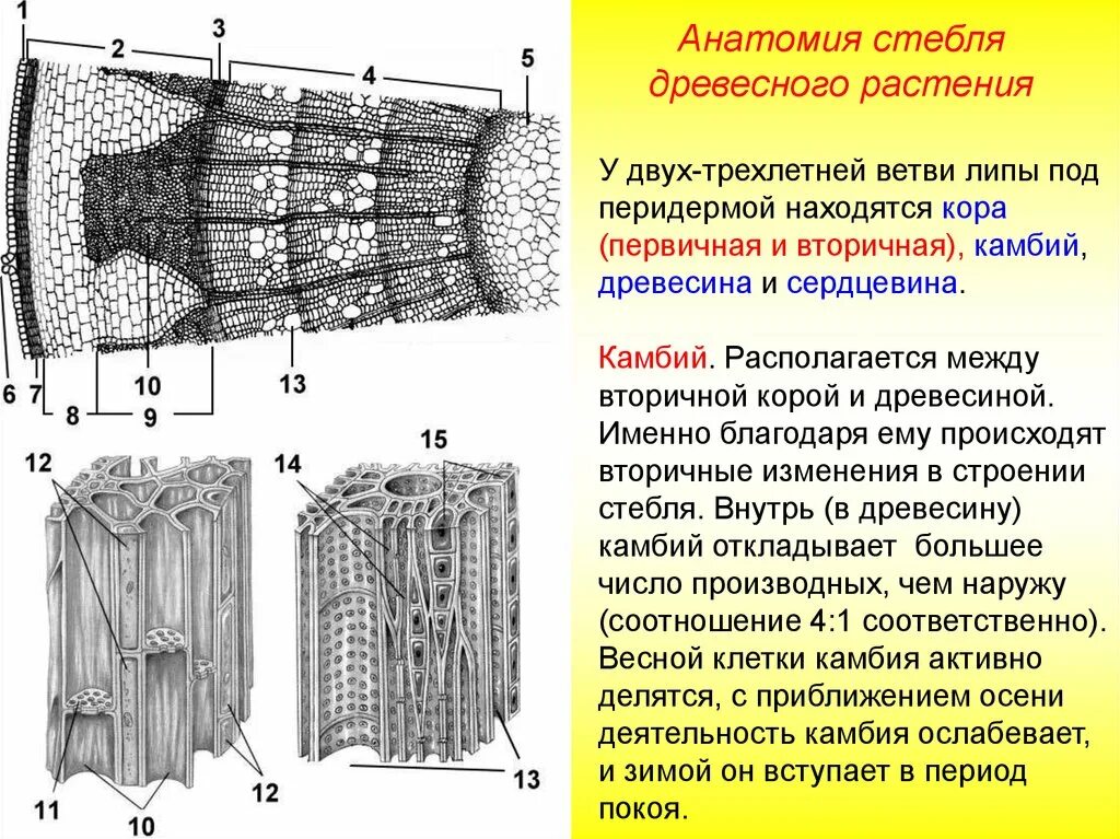 Механические ткани древесные волокна лубяные волокна. Какими функциями объединены клетки ткани древесины липы. Анатомия стебля древесных растений. Особенности клеток древесины. Какими функциями объединены клетки ткани древесины липы.