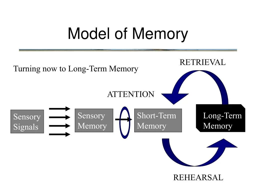 Short memory. Long term Memory. Short-term Memory, and long-term Memory. Long short term Memory модели. Long term Memory working Memory.