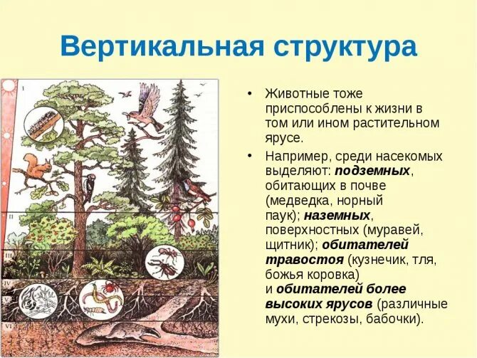 Природное жизненное пространство занимаемое биоценозом