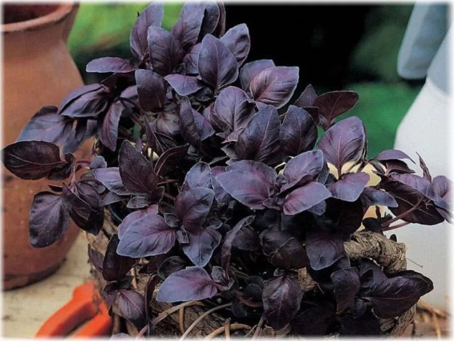 Темно фиолетовые листья растение. Базилик Рубин Каира. Базилик Осмин. Семена базилик Вайолет. Базилик овощной Вайолет.