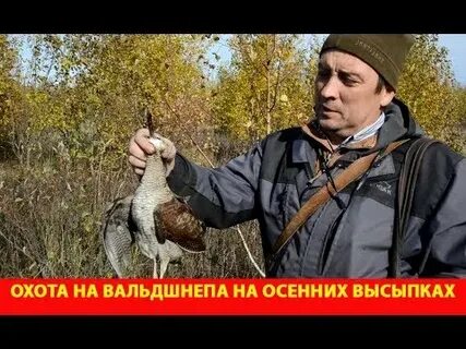 Охота на вальдшнепа осенью
