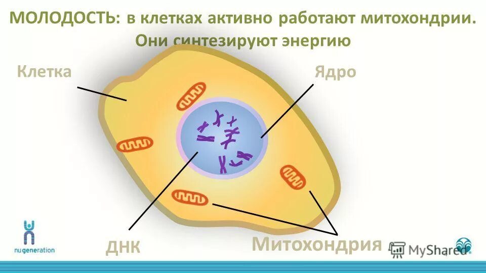 синтез атф в клетке. синтеза атф синтетазы. клетки синтезирующие энергия. процессы происходящие в митохондриях клетки. схема образования энергии в клетке.