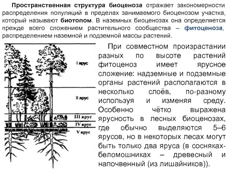 Растительное сообщество имеет. Ярусность лесного фитоценоза. Пространственная структура биоценоза ярусность. Пространственная структура лесного биоценоза. Ярусность растительного сообщества схема.