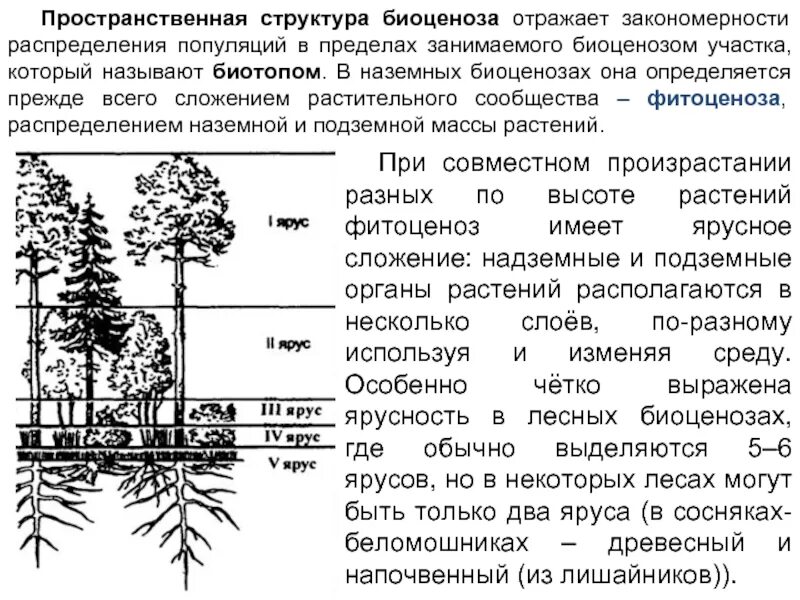 Вертикальную пространственную структуру дубравы отражает