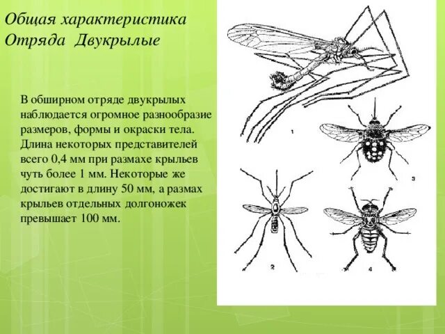 Чем двухкрылые отличаются от других насекомых. Чем двухкрылые отличаются от других насекомых
