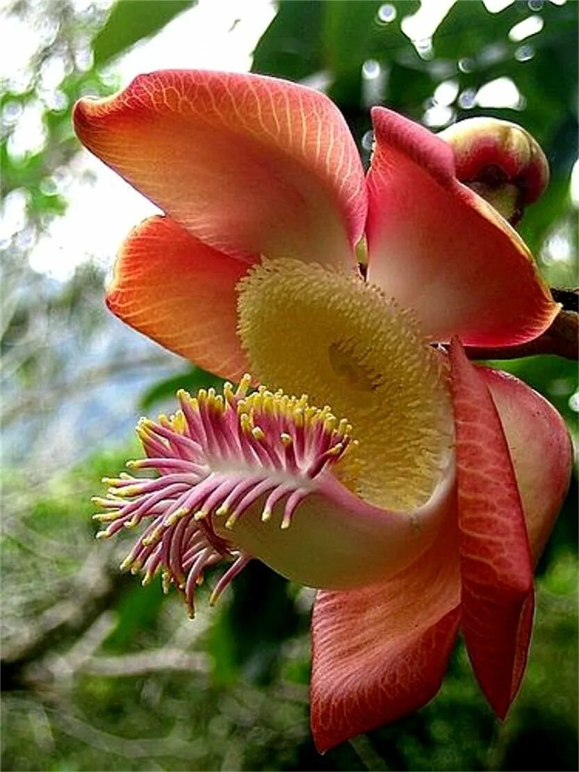 Курупита. Couroupita guianensis. Памианта Перуанская. Курупита гвианская растение.