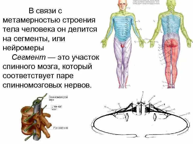 Метамерное строение тела. Метамерность строения спинного мозга,. метамерность строения тела. нейромеры. сегменты спинного мозга в связи с метамерностью.