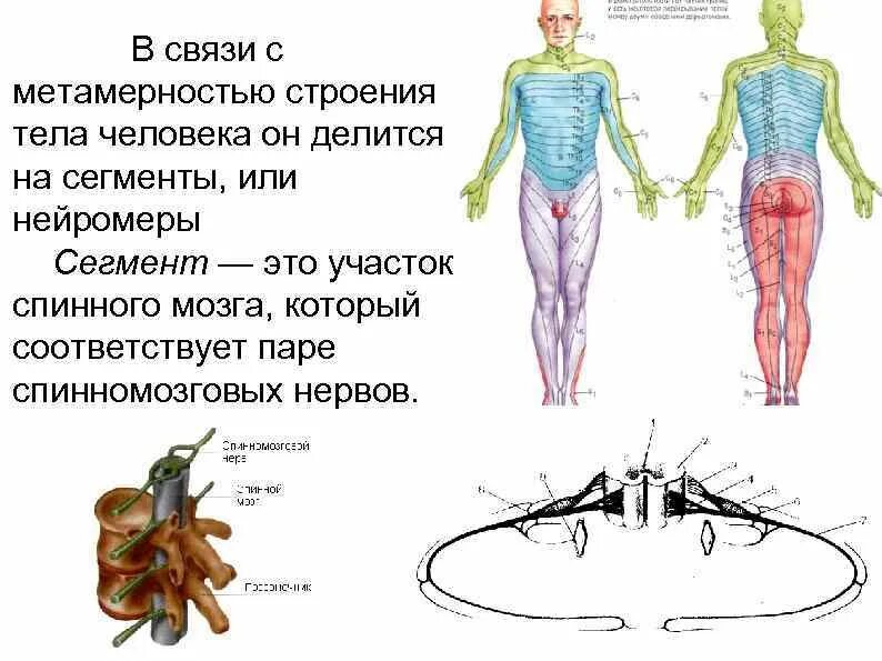 Метамерность строения спинного мозга,. Метамеры тела. Метамерность строения спинномозговых нервов.. Метамерность строения. Сегментированное тело у каких