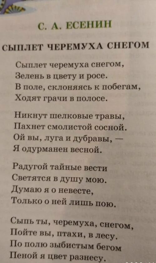 Стихи сыплет снег. Стих Есенина сыплет черёмуха снегом. Стихотворение сыплет черемуха снегом Есенин. Стихи Есенина.