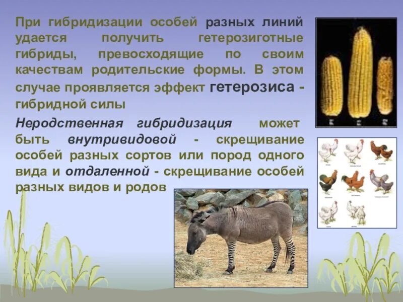 Получение чистых линий в селекции. Эффект гетерозиса в селекции животных и растений. архаромеринос гетерозис. гетерозис в селекции кукурузы.. гетерозисные гибриды.