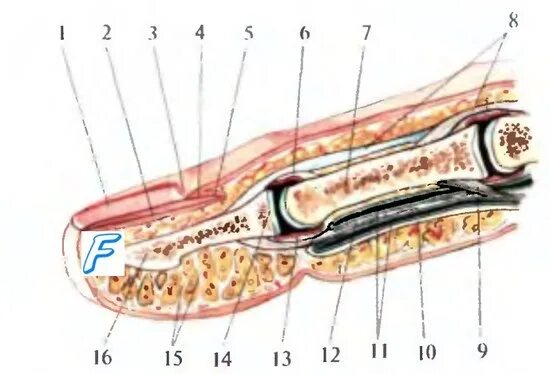 Ногтевая фаланга на руке. Ногтевая фаланга кисти анатомия. Ногтевая фаланга пальца руки анатомия. Строение фаланги указательного пальца. Строение пальца топографическая анатомия.