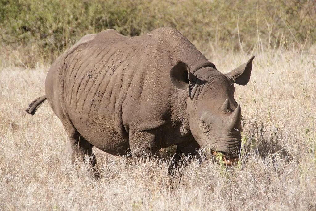 Черный носорог. Самый большой носорог в мире. Чёрный носорог и белый носорог. Могучий носорог.