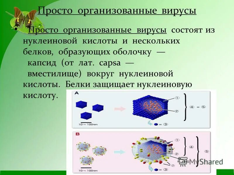 Состоит из нуклеиновой кислоты и капсида