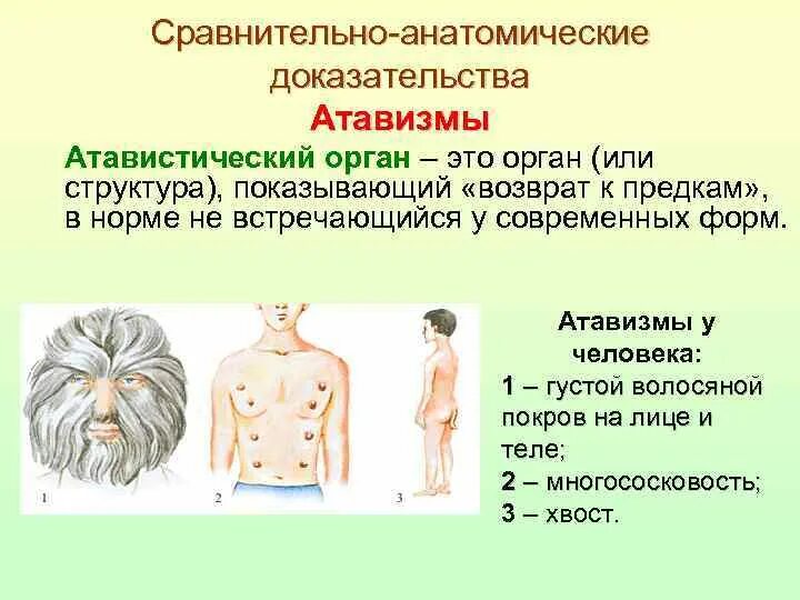 Каким образом рудименты и атавизмы доказывают. Рудименты сравнительно-анатомические доказательства. Рудименты и атавизмы строение. Сравнительно анатомические атавизмы. Атавизмы доказательства эволюции.