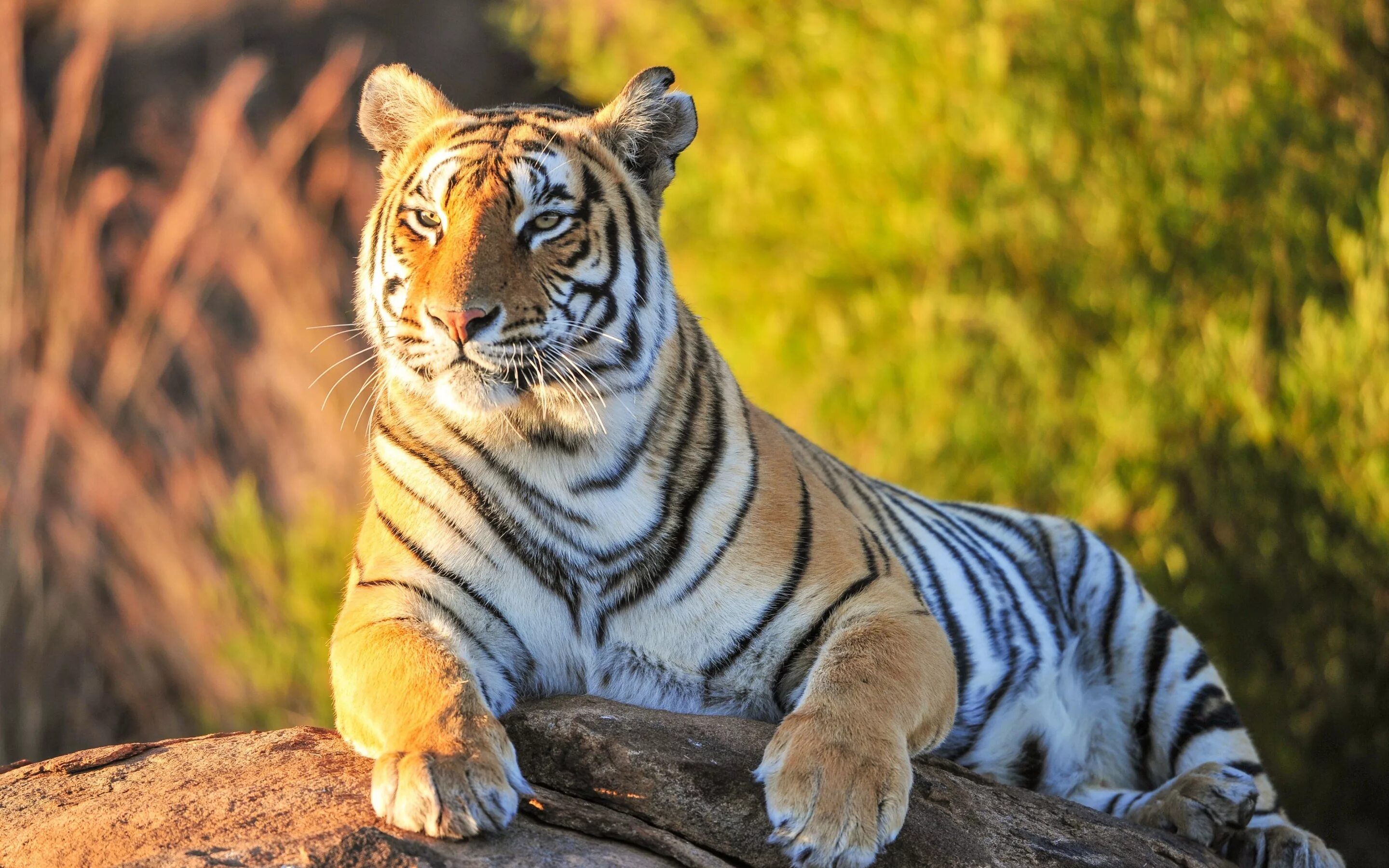 Хорош тайгер. Уссурийский тигр. Капский тигр. Красивый тигр. Тигрица.