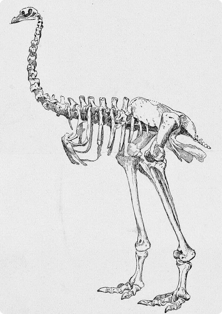Птица МОА скелет. Скелет нанду. Страус нанду скелет. Строение скелета страуса.