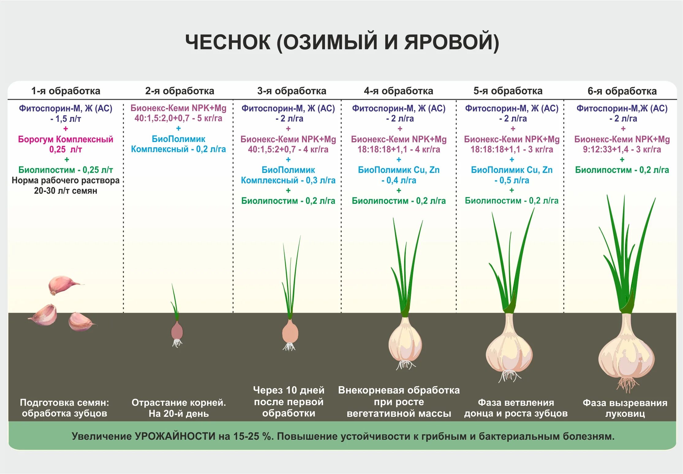 Почему надо сажать. Схема посадки озимого чеснока.