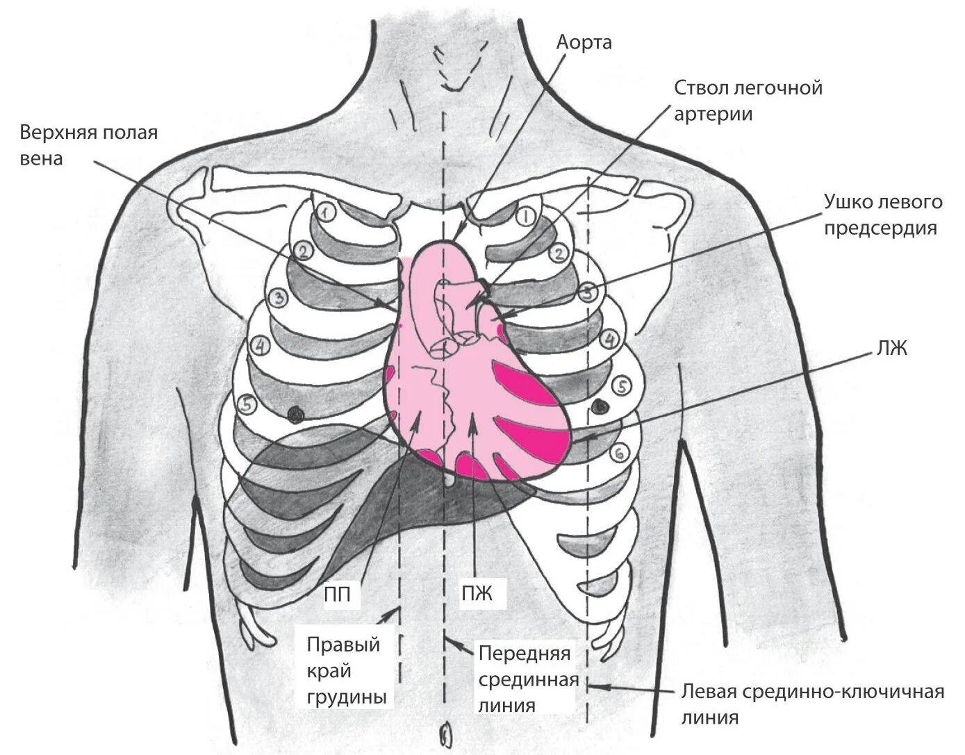 Сердце человека в грудной клетке. Боль между ребер посередине спереди. Проекция сердца и магистральных сосудов на переднюю грудную стенку.. Болит под грудной клеткой слева. Органы под правой грудью
