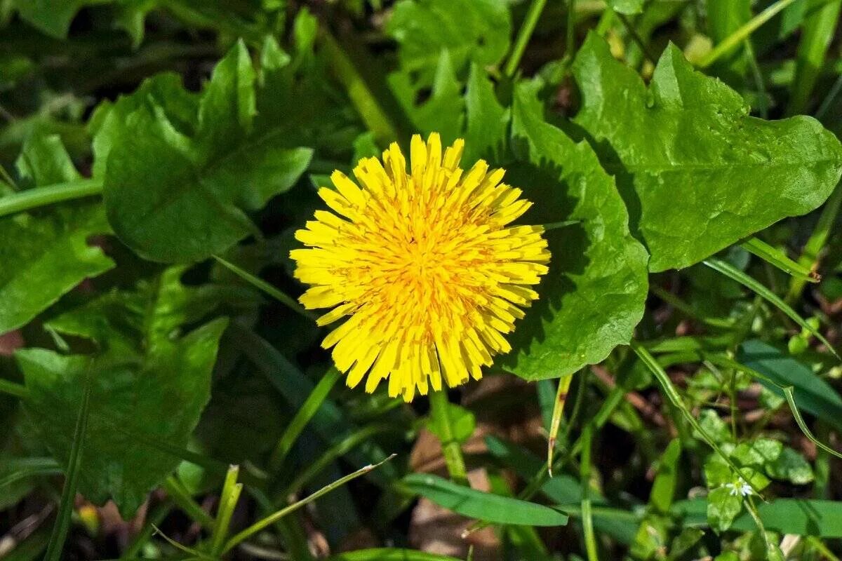 Одуванчик лекарственный – Taraxacum officinale. Taráxacum officinále - одуванчик обыкновенный[. Лист Taraxacum officinale. Taraxacum officinale f.h.Wigg. – Одуванчик лекарственный. Цветы одуванчика лечебные свойства и противопоказания