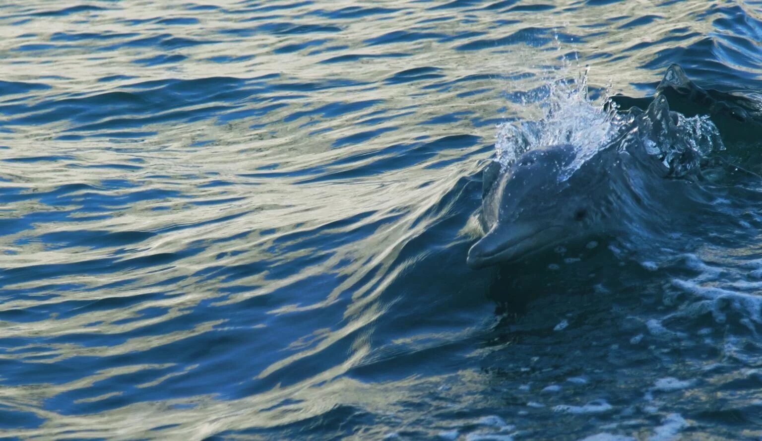 Слушать океан дельфин. Фото дельфинов в океане. Дельфины в океане. Волна море вода дельфины. Животные на волне.