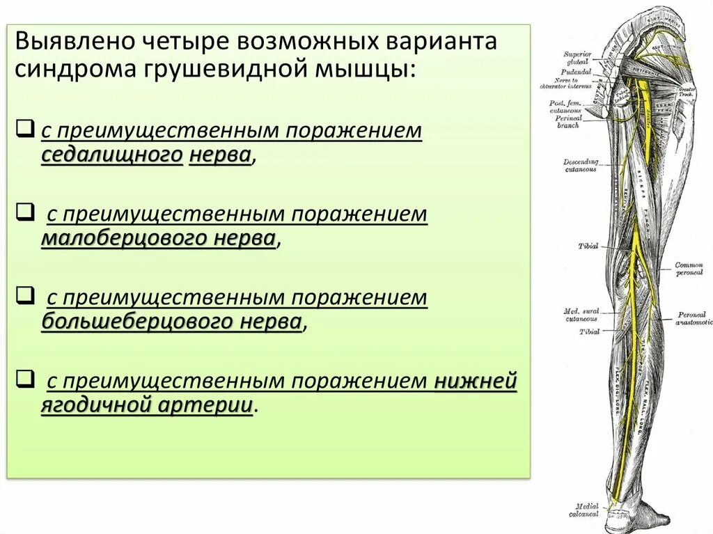 Малоберцовый нерв иннервация кожи. Иннервация малоберцового нерва. Топография малоберцового нерва. Топография малоберцового нерва на голени.