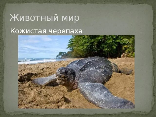Гигантская кожистая черепаха. Кожистая черепаха 3 буквы. Кожистая черепаха 3 буквы. Кожистая черепаха 3 буквы. Тихоокеанская кожистая черепаха.