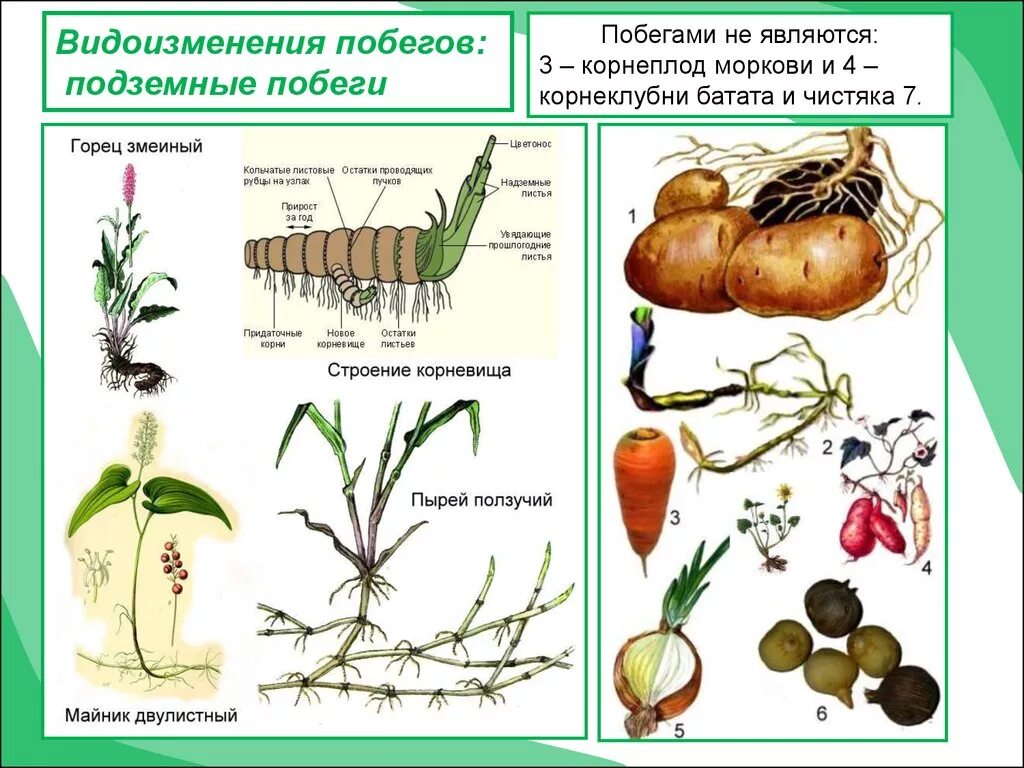 Видоизмененный корень имеется у. Надземные видоизмененные побеги таблица. Видоизменения побегов надземные и подземные. Схема видоизмененных подземных побегов. Многообразие стеблей. Видоизменение побегов.