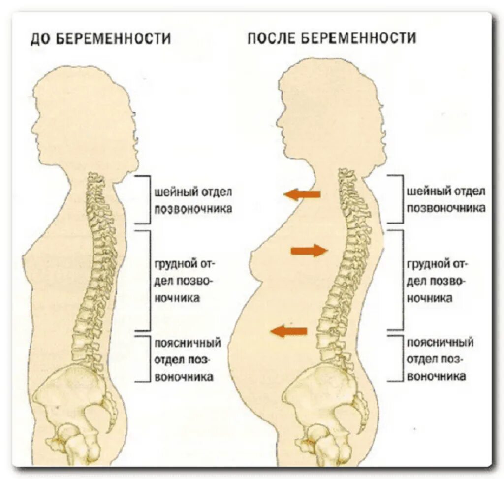 Спина после беременности. Поясничный отдел позвоночника. Шейный отдел позвоночника. Грудной отдел позвоночника. Спина позвоночник.