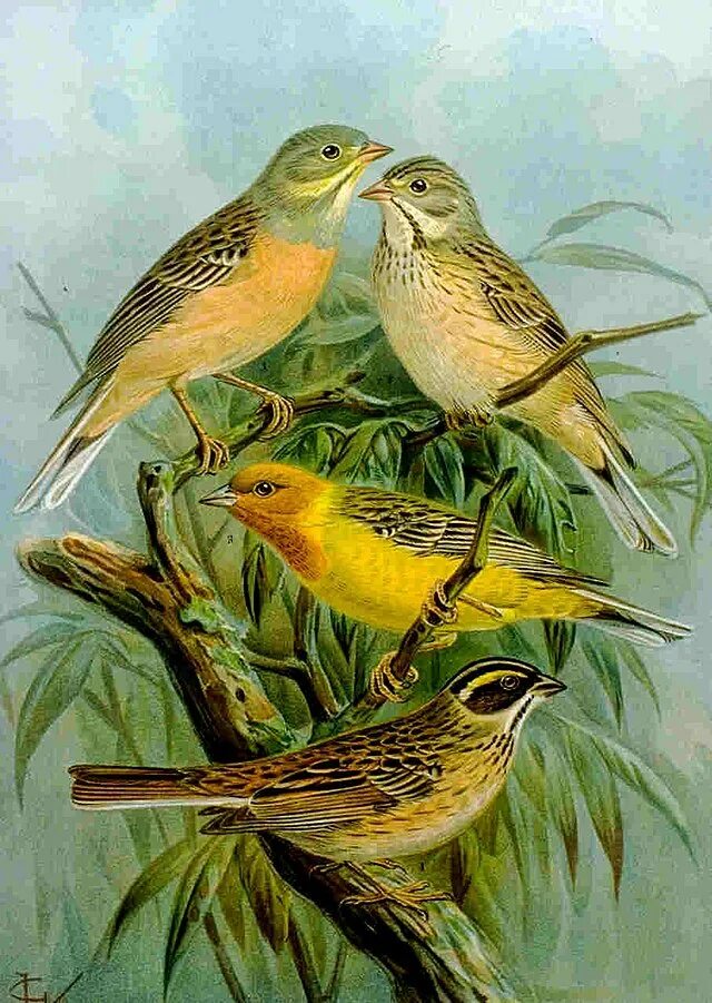 Птица история. Ortolan Bunting. Ортолан птица. Птичка илл. Птица Иоганн.