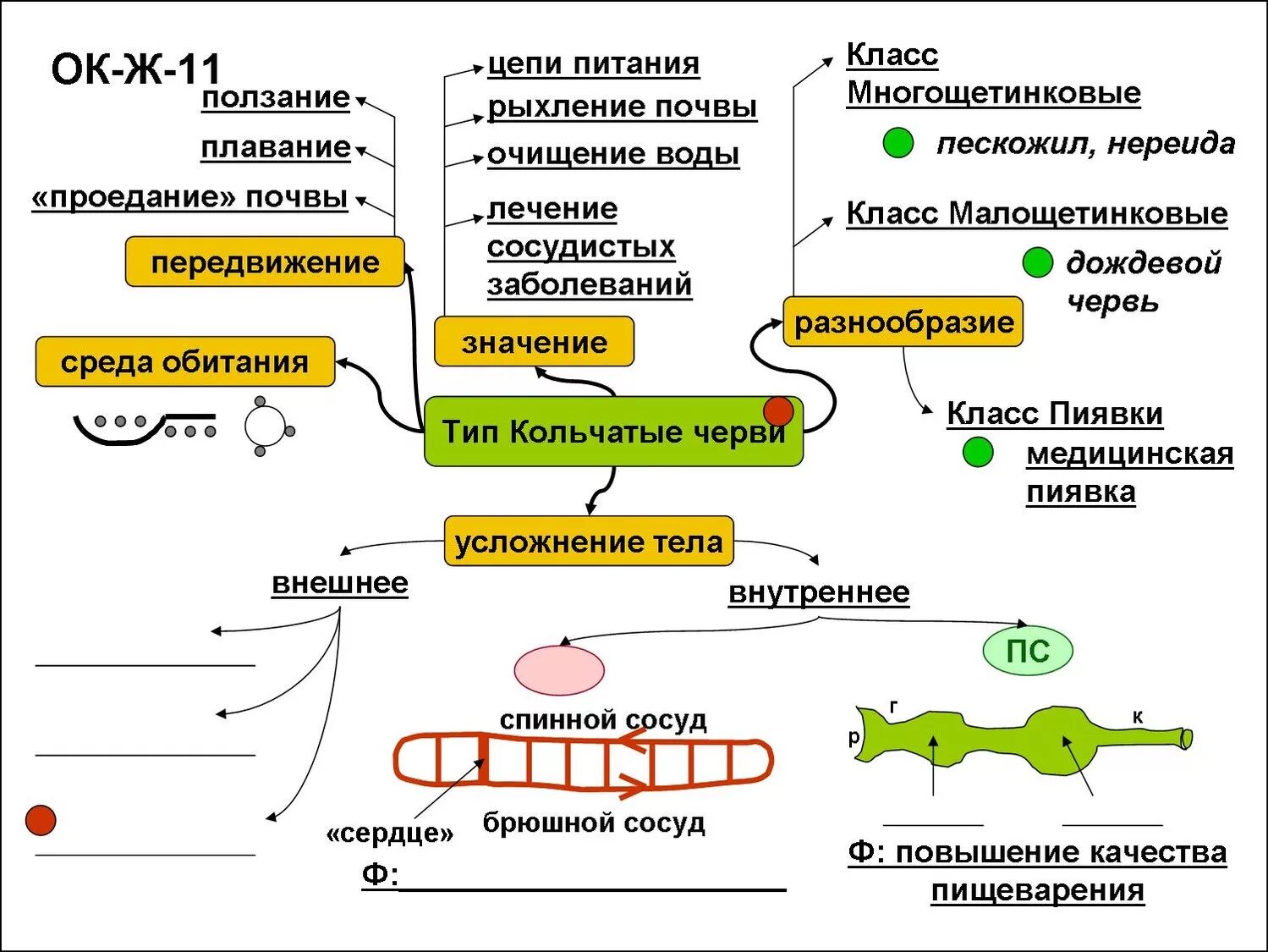 Функциональная грамотность 3 класс про червей. Тип кольчатые черви интеллект карта. опорный конспект кольчатые черви. опорный конспект тип кольчатые черви. интеллект карта биология 7 класс кольчатые черви.