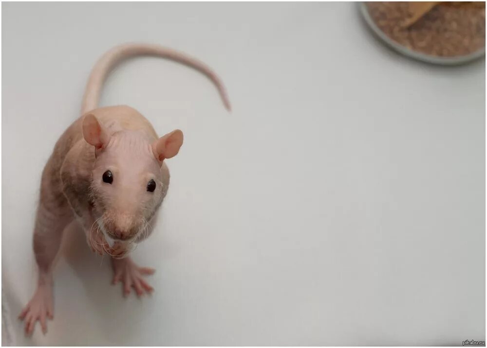Интересный факт дня. Рубрика факт дня. Крыса бежит. Статус про крыс. Крыса знаешь.