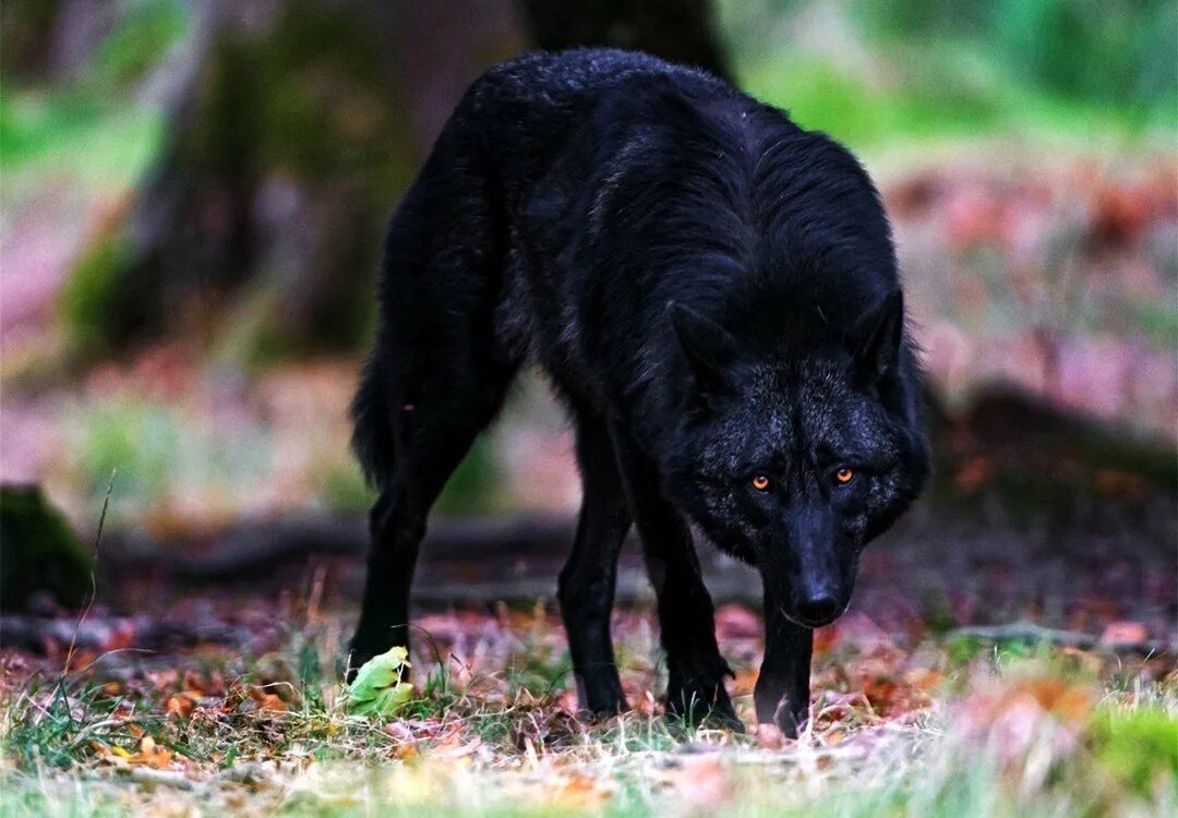 Канадский волк меланист. Флоридский чёрный волк. Волкособ черный. Шакал меланист.