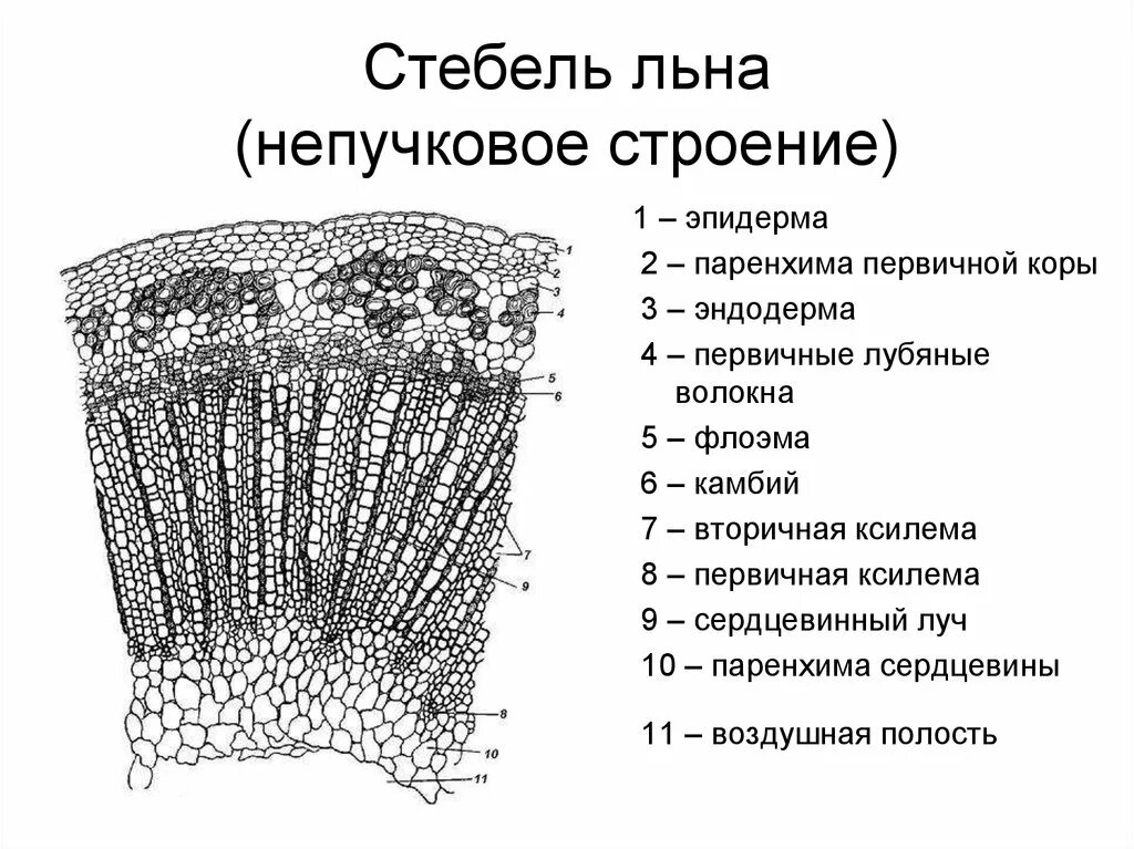 Данные поперечного среза. Анатомическое строение стебля льна долгунца. Поперечный срез стебля льна. Строение стебля двудольных растений схема. Поперечный срез стебля льна непучковое строение.