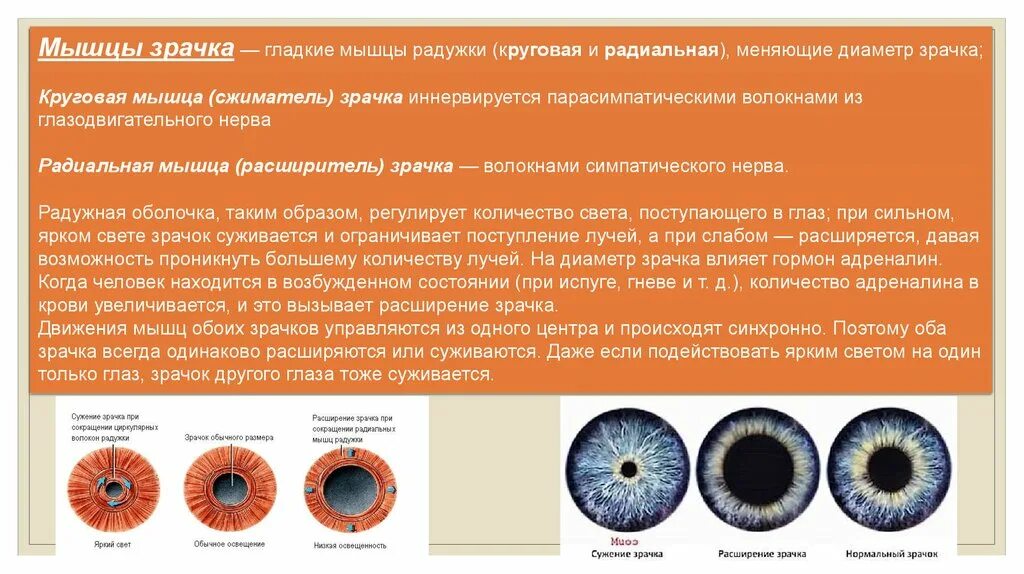 Вид мышечной ткани сужающей и расширяющей зрачок. Круговая мышца, суживающая зрачок. Мышцы радужной оболочки. Круговая и радиальная мышца Радужки. Мышца расширяющая зрачок.