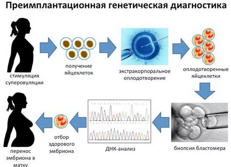 Как работает эко. Генетическое тестирование эмбрионов эко. преимплантационная диагностика наследственных болезней. преимплантационная генетическая тестирование эмбриона методом ngs. пгд эмбриона.