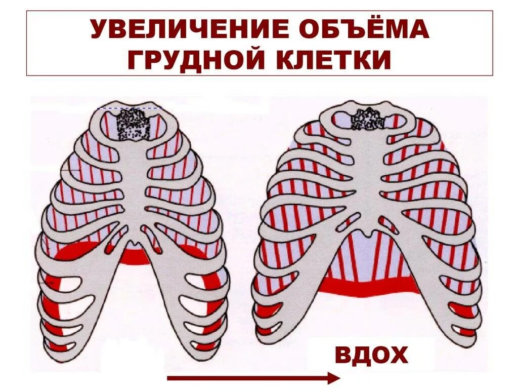 Строение грудной клетк. Врожденные деформации грудной клетки килевидная грудь. Врожденная воронкообразная деформация грудной клетки. Переднезадний диаметр грудной клетки. Почему грудная клетка расширена.