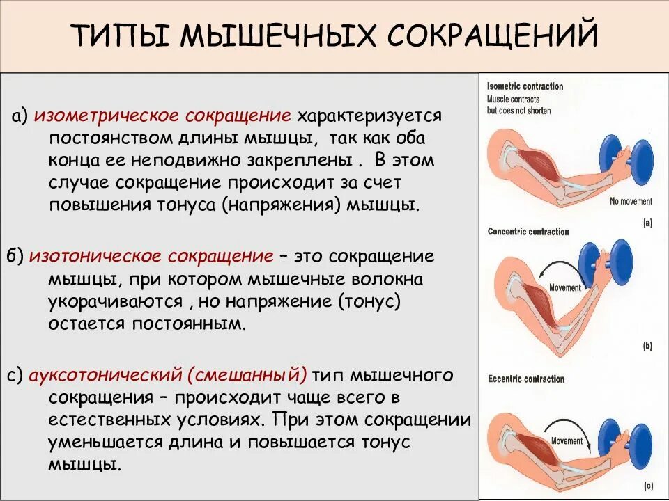 Режимы работы мышц. Типы мышечных сокращений. типы сокращения мышц. мышечное сокращение физиология. виды сокращения мышц физиология.