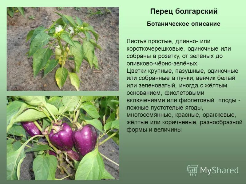 \культурные растений из америки в европу. Эдвин перец острый. Презентация про болгарский перец. Болгарский перец цветение. Рассказ о перце.