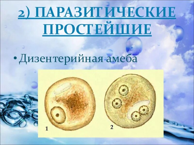 Паразитические Саркодовые дизентерийная амеба. Паразитические простейшие дизентерийная амеба. Паразиты простейшие амеба. Простейшие паразиты амеба дизентерийная.