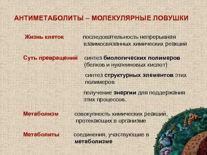 Антиметаболиты это