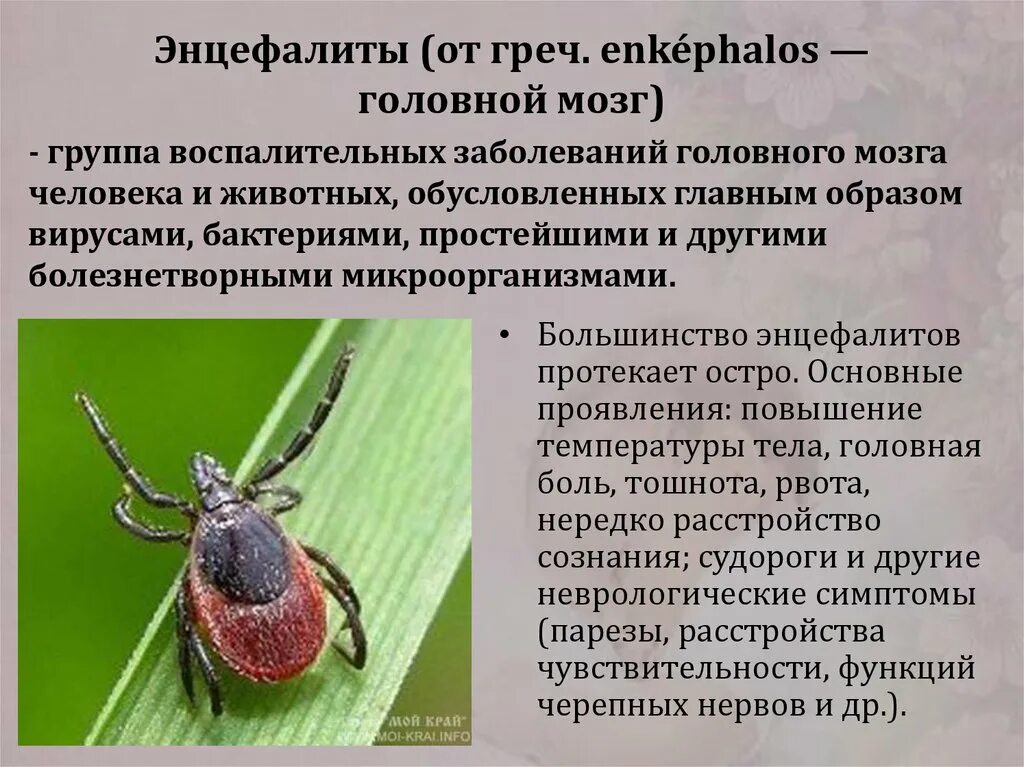 Энцефалит что это за болезнь. Японский энцефалит Тайланд. Продуктивный энцефалит.