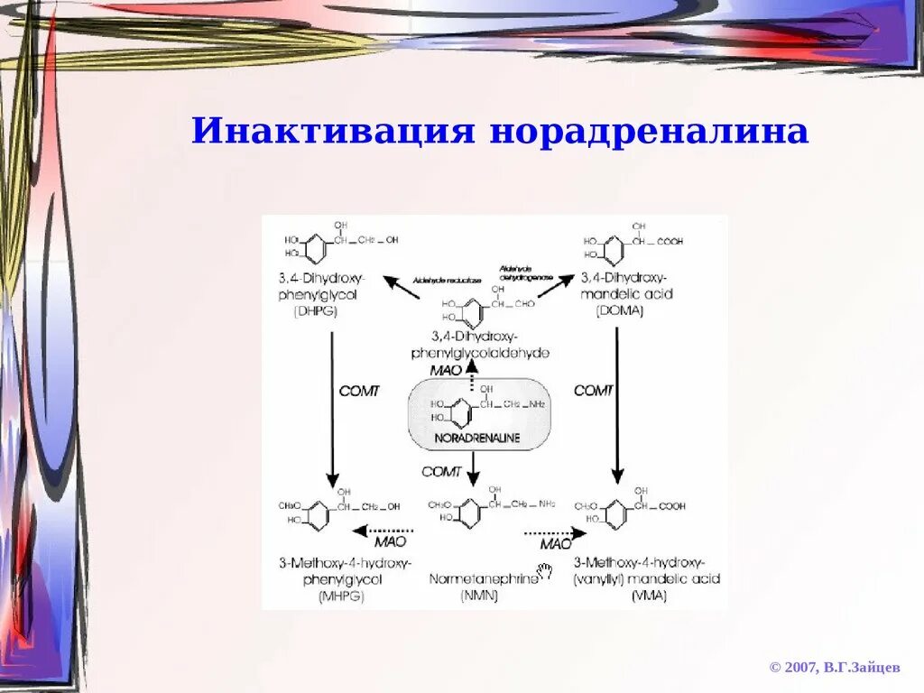 Фермент адреналина. Инактивация норадреналина биохимия. Адреналин и норадреналин инактивация. Реакции инактивации норадреналина. Инактивация катехоламинов биохимия.