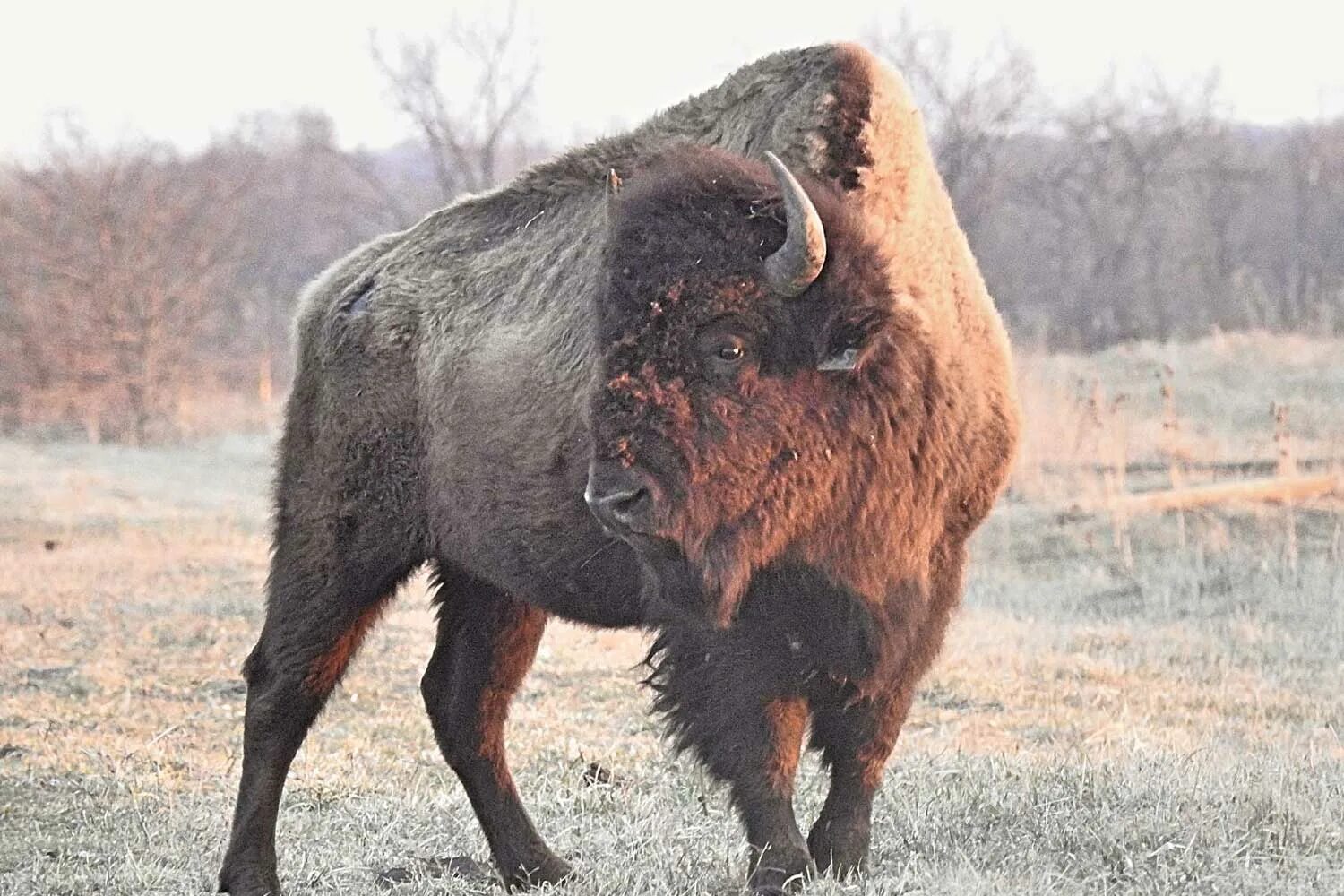 Бизон. Бизоны в Америке. Бизон фото. Bison 5843-160. Галерея бизон