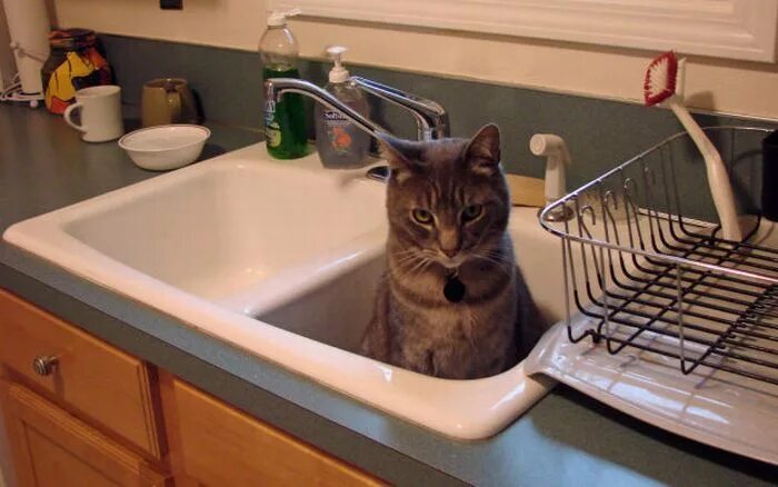 Коты в раковине. Кот в умывальнике. Толстый кот в раковине. Кот в кухонной раковине.