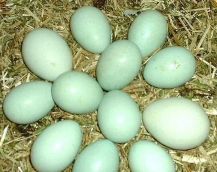 Порода кур голубые яйца фото. Куры Араукана яйца. Араукана яйца. Голубые яйца Араукана. Араукана порода кур яйца.