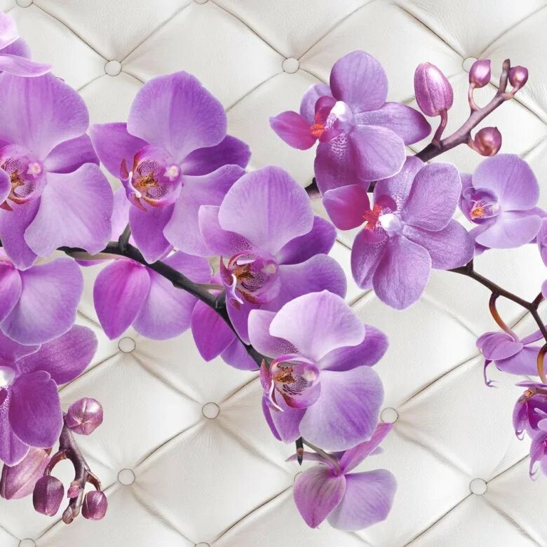 Розовые орхидеи фон для ногтей. Фотообои в сиреневом цвете. Орхидея ягуар фаленопсис. Д орхидеи. Орхидея phalaenopsis volterra.