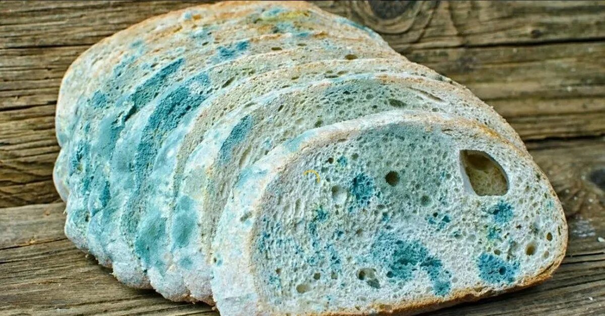 Заплесневелый хлеб. Можно есть плесневелый хлеб. Плесневые грибы мукор на хлебе. Плесневение хлеба. Протухший хлеб.
