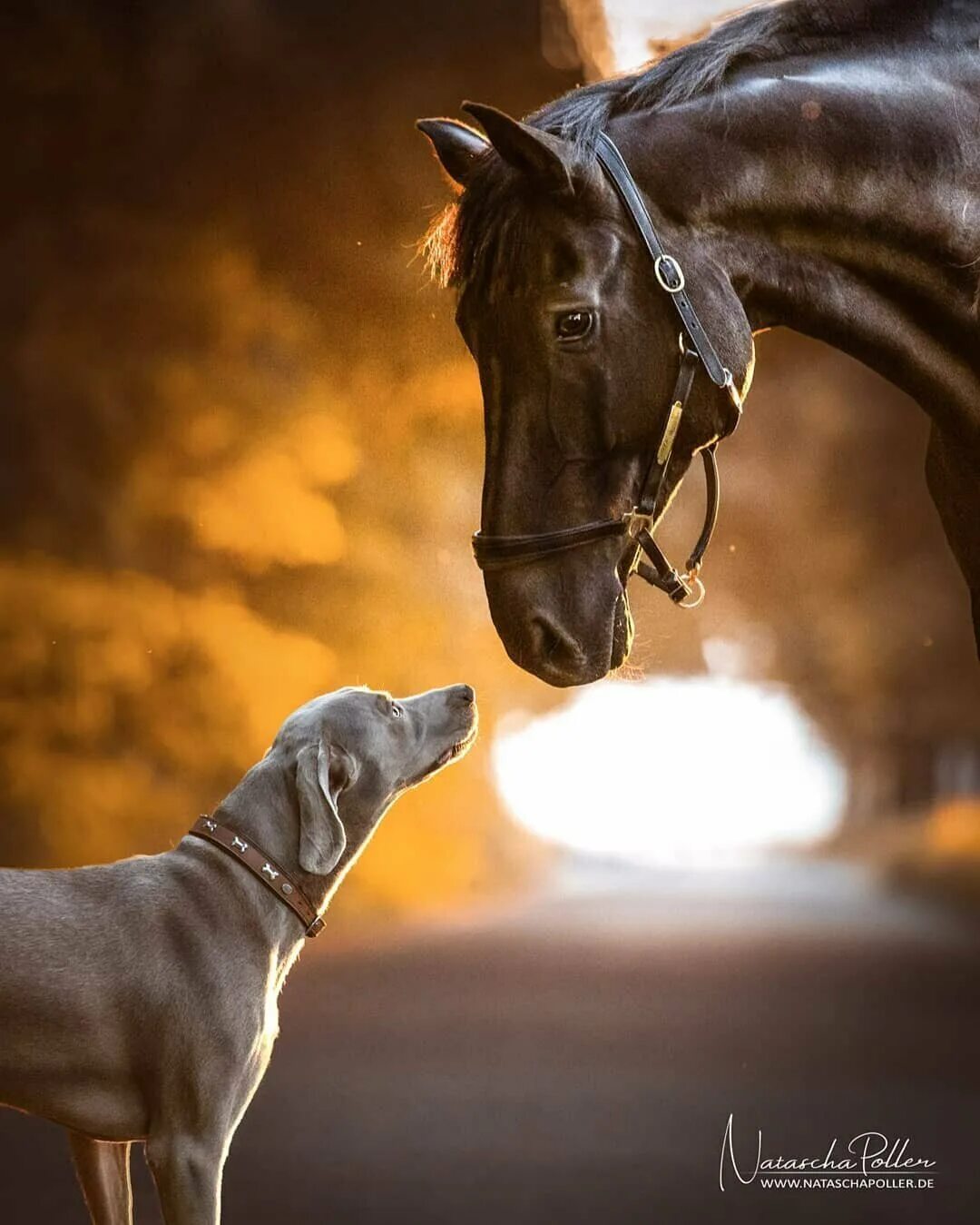 Лучшие речи кони. Лошадь и собака. Обои лошади. Конь и лошадь. Собака конь.